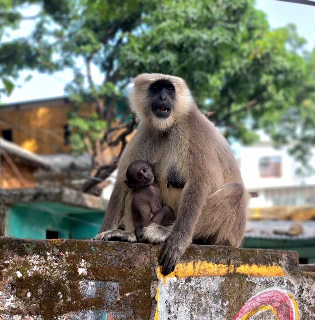 Moederaap met superschattige baby aap